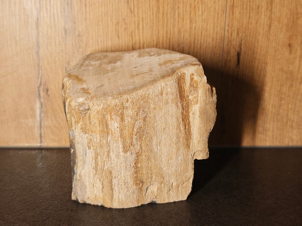 Fossiles Holz