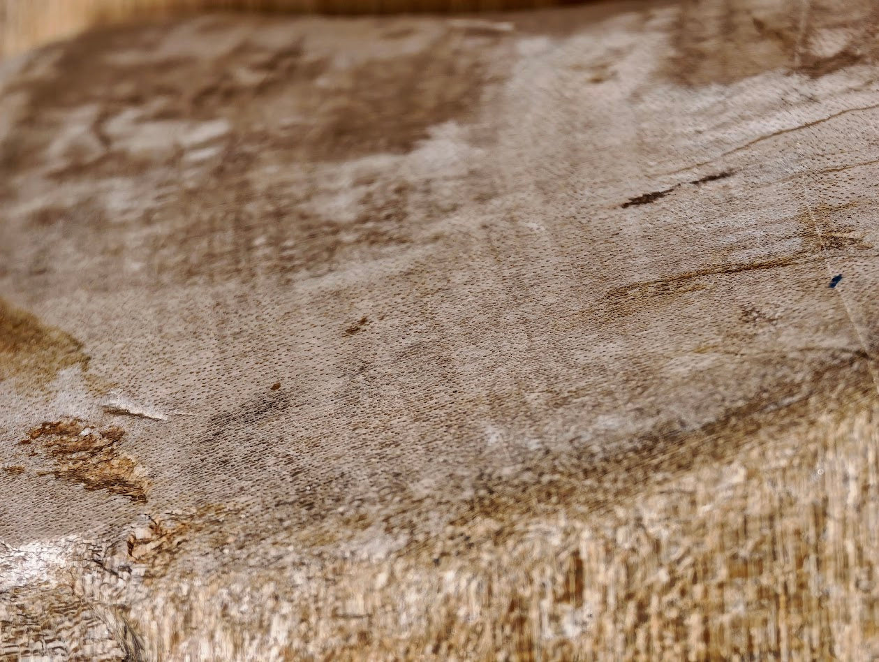 Fossiles Holz