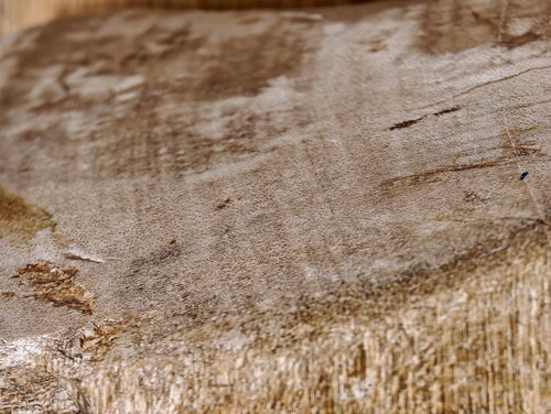 Fossiles Holz
