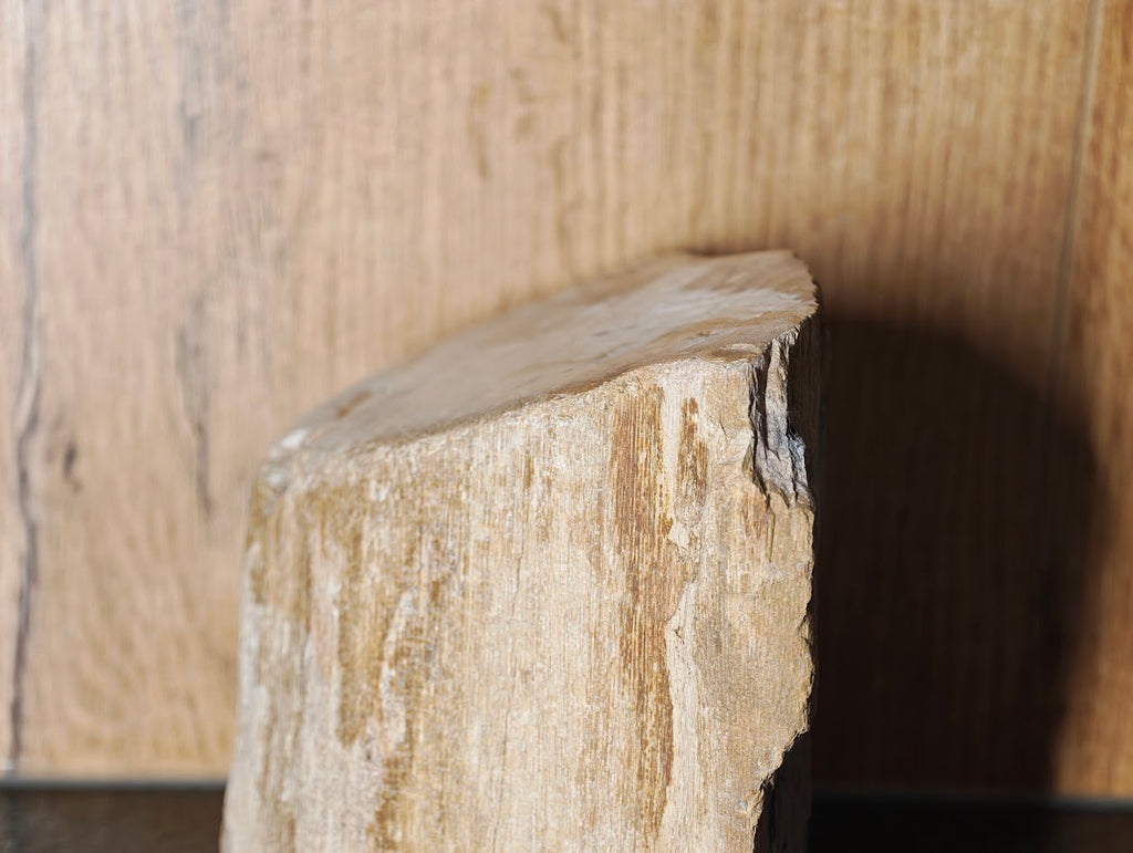 Fossiles Holz