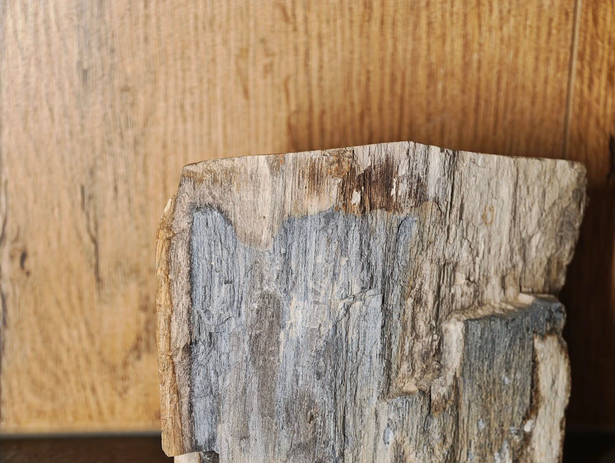 Fossiles Holz