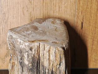 Fossiles Holz